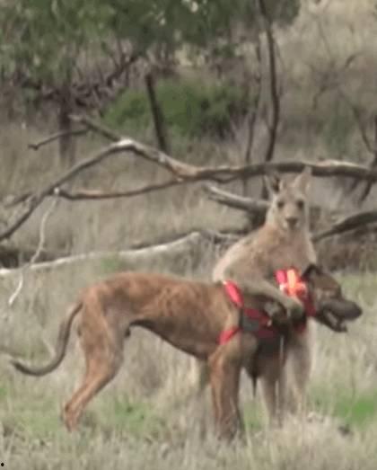 私人玩物恶犬在线视频,揭秘私人玩物的神秘面纱